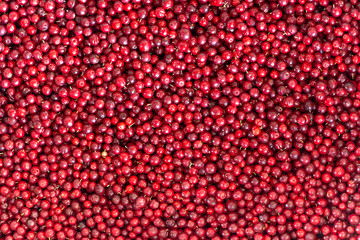 Ripe red natural lingonberries, background and texture