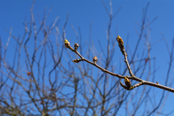 bird on a branch
