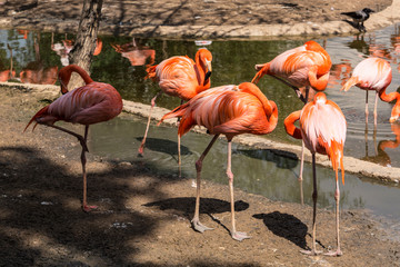 Flamingos preen their feathers on the shore of the pond.