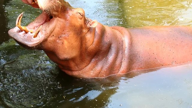 Hippopotamus  in the pool Chiangmai Thailand