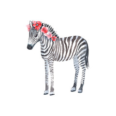 Baby zebra with pink flowers on a  white background.Hand painted in watercolor.