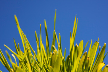 Close up of fresh green grass in sunny day with blue sky background. High selective focus. Shallow depth of field