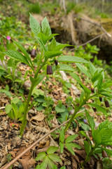 Scopolia carniolica. Rare plant grows in the Carpathians. Blooms in early spring. Bieszczady Mountains. Poland