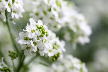 Close-up of alyssum flowers. Cruciferous plant. Summer