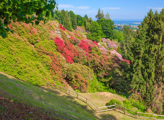 the valley of flowered rhodondendros in the  nature reserve of the Burcina park in Pollone/Biella/Piedmont/Italy/ The flowering of rhodondendros in may, is a  show of colors from white to lilac to red