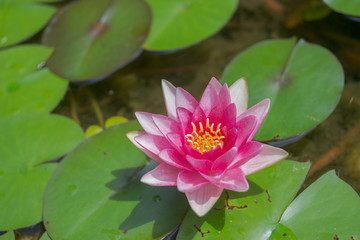 Lotus