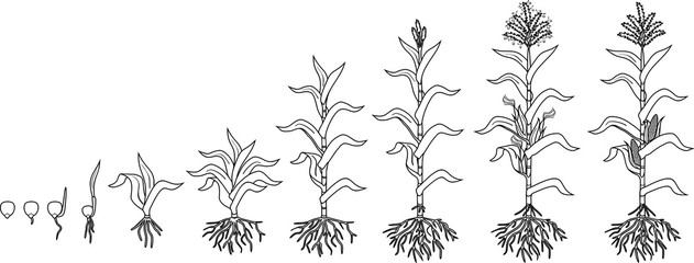 Coloring page with life cycle of corn (maize) plant. Growth stages from seeding to flowering and fruiting plant isolated on white background