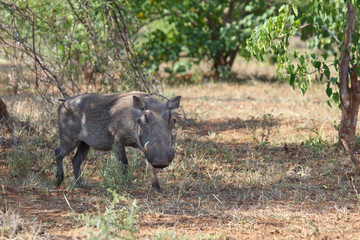 Warzenschwein / Warthog / Phacochoerus africanus