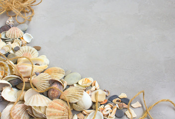 seashells on a gray background