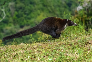     white-nosed coati, Nasua narica, running in the forest in Costa Rica 
