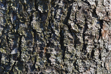 bark of a tree