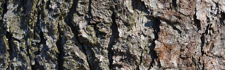 bark of a tree
