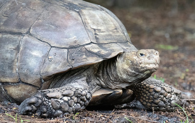 Obraz premium Gray gopher tortoise with staring eye, oval carapace, and flattened forelegs is close up.