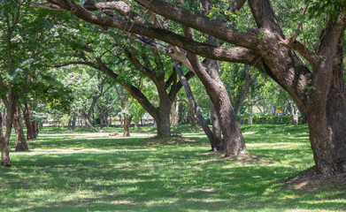 Big trees in the garden