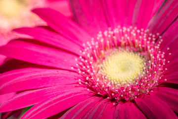 pink gerbera flower