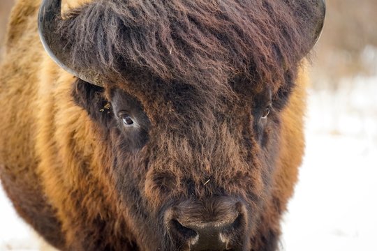 Bad Hair Day Bison