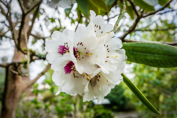 White Rhododendron Blossoms Close-up