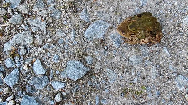 Two coupling frog walk on stone path
