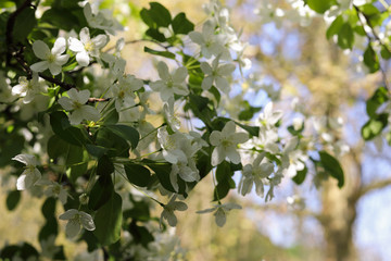 Blooming Cherry Branch with Gentle Sunbeams. Concept: Springtime.