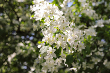 White Flowering Cherry Branch in Bright Sunlight is on Blurred Background of Blooming Tree. Concept: Spring Beauty.