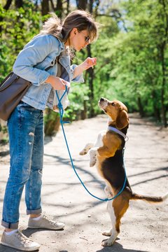 Bigle like dog on leash jumping to get reward - sweet titbit.