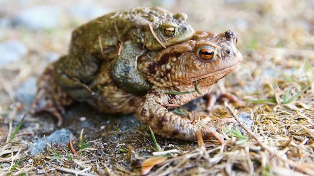 Two coupling frog on stone and grass, macro