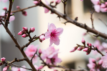 Cherry blossom in spring for background or copy space for text