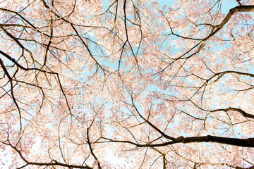 Sakura Cherry blossom Takato Nagano Japan