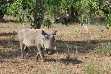 Warzenschwein / Warthog / Phacochoerus africanus