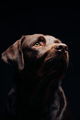 Portrait of a black labrador