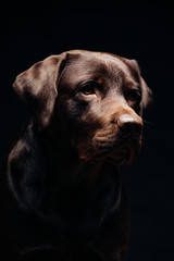Fototapeta premium Beautiful dog