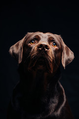 Portrait of a Black Labrador