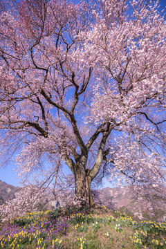 山梨県 わに塚の桜 富士山