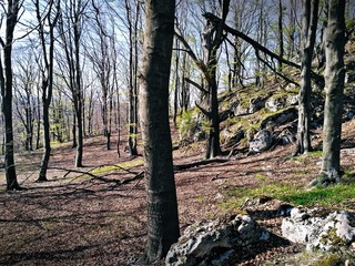 Las na jurze krakowsko-częstochowskiej