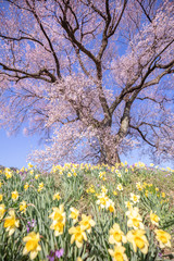 Naklejka premium 山梨県 わに塚の桜 富士山