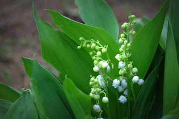 Fototapeta premium muguet en fleurs ,plante au jardin avec son feuillage