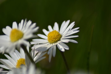 Fototapeta premium Gänseblümchen (Bellis perennis)