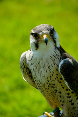 Lanner Falcon
