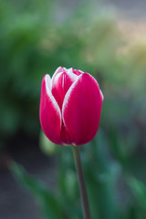 Fototapeta premium Tulip