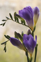 Beautiful background with purple freesia flowers