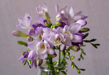 Beautiful background with purple freesia flowers