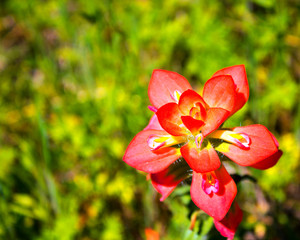 red flower