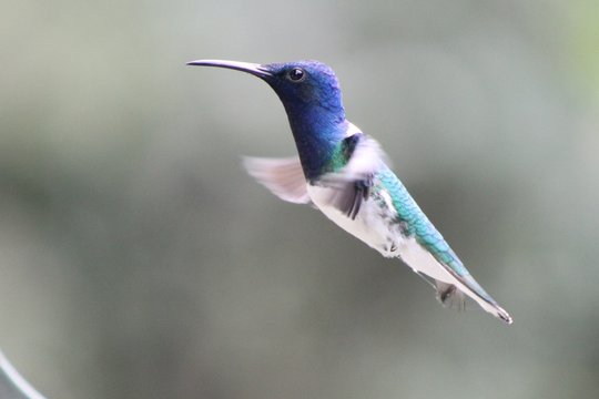 Colibries