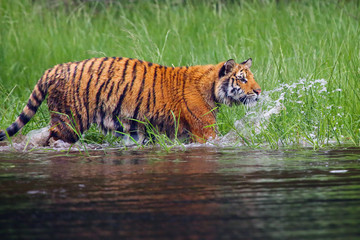 Fototapeta na wymiar The Siberian tiger (Panthera tigris tigris),also called Amur tiger (Panthera tigris altaica) walking through the water. Beautiful female Siberian tiger in warm summer.