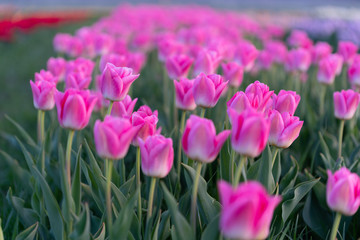 Frühe Tulpen in hellrosa