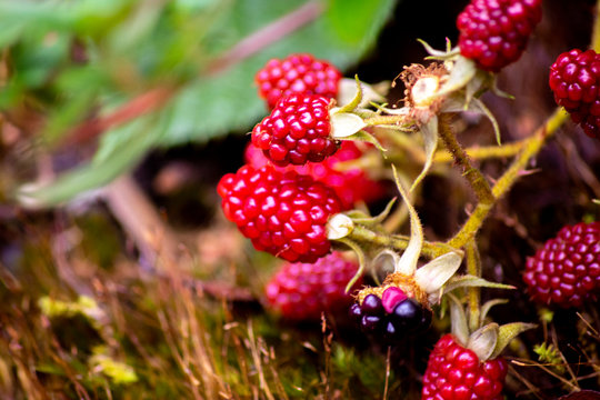 Moras Silvestres
