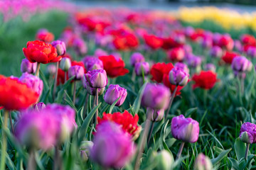 Obraz premium Wilde Tulpen