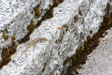 Lézard sur une pierre tombale. / Lizard on a gravestone.