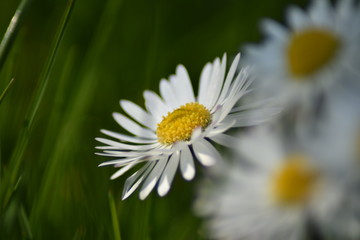 Obraz premium Gänseblümchen (Bellis perennis)