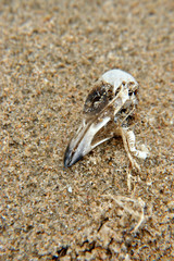 Bird skeleton on sand